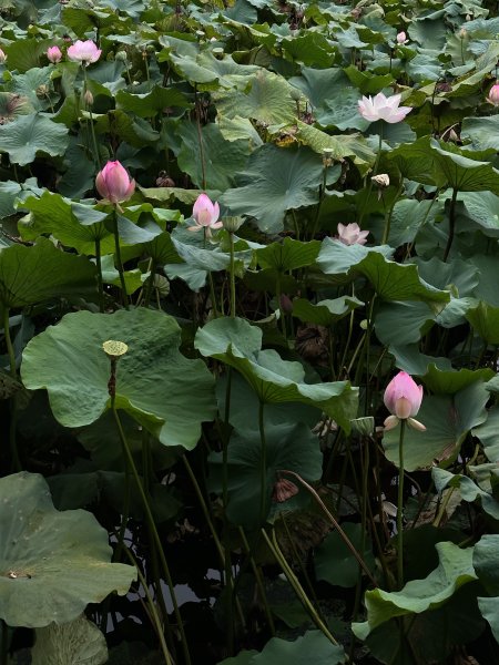 Lotus pond
