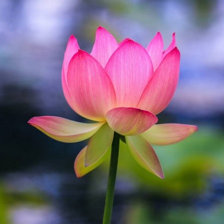 Fleur de lotus