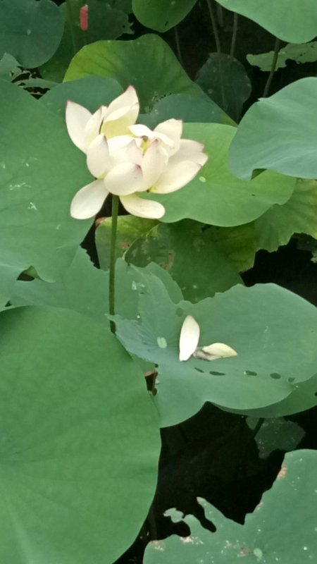 White lotus
