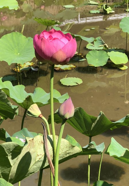 Lotus plant