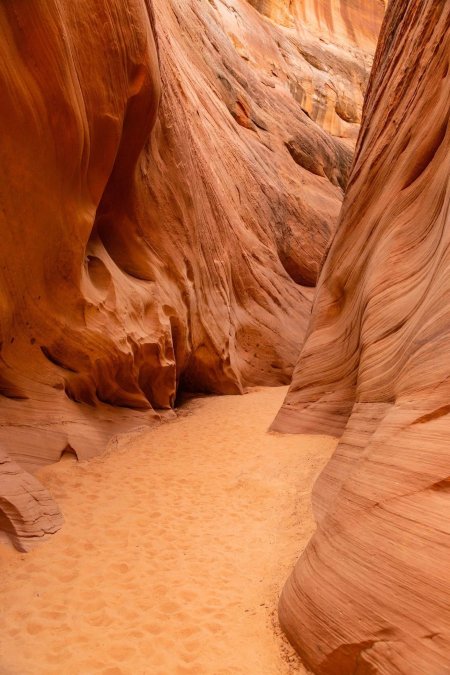 Canyon antilope