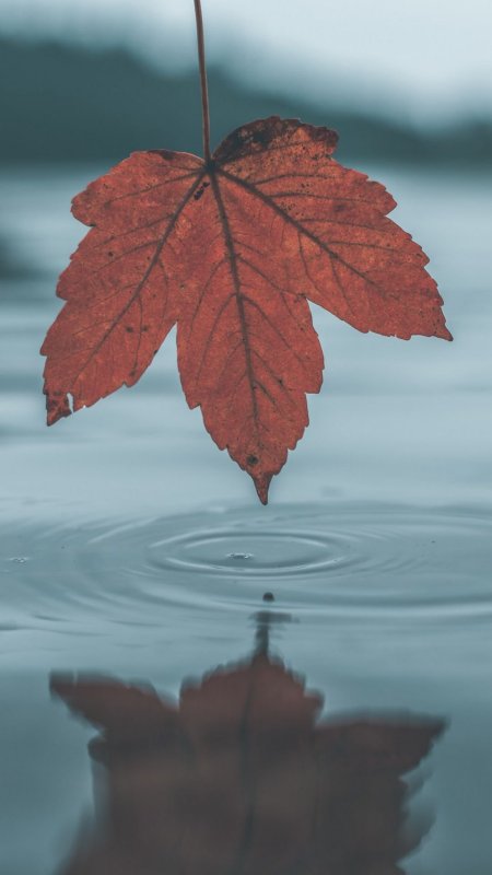 Осенние листья на воде