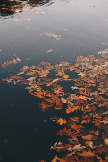 Осенние листья на воде
