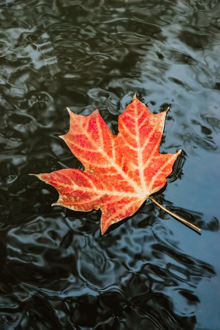 Осень 🍁