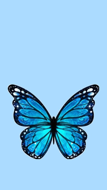 A blue butterfly