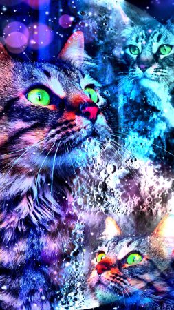 Космические коты