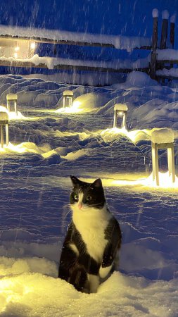 Котик зима