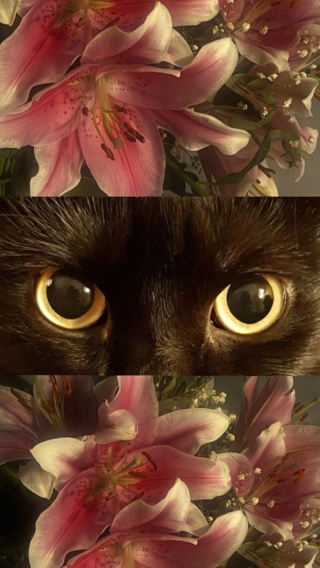 Кошачие глаза