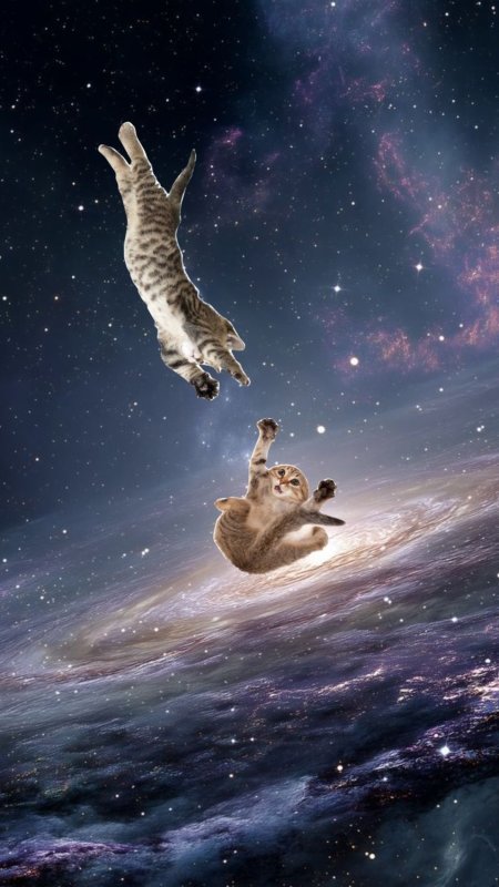 Космический кот