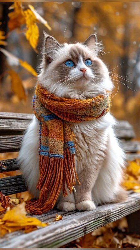 Осень кот