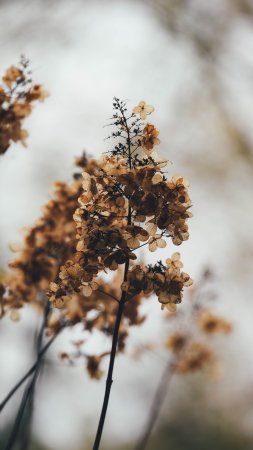 Сухие коричневые цветы