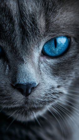 Кошка смголубыми глазами