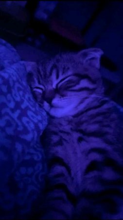 Фиолетовая кошка
