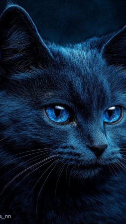 Черная кошка с голубыми глазами