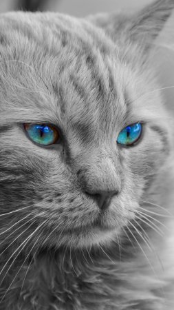 Кошачья морда