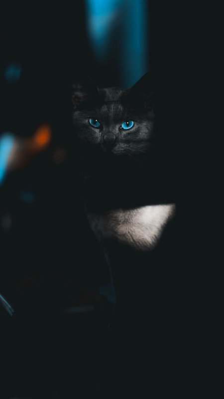 Светящиеся глаза кошки