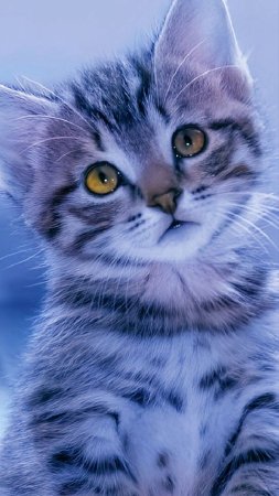 Красивые котики