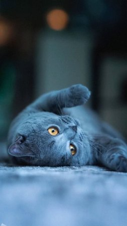 Британская короткошёрстная кошка