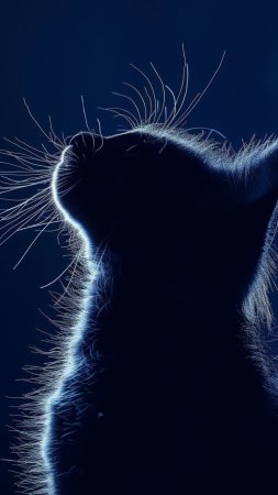 Голубая кошка