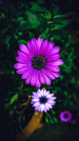 Цветы природа