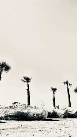 California palm