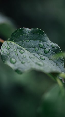 Капли воды на листьях