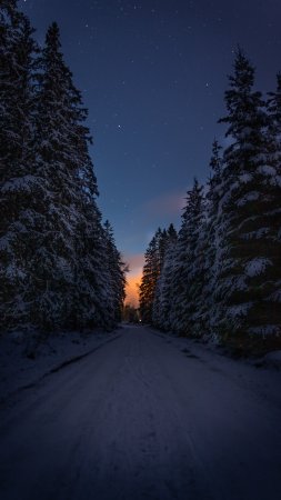 Зимний лес ночь скачать фон 2160 x 3840