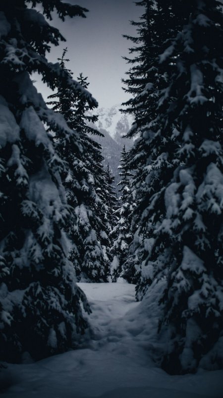 Зимний ночной лес скачать фон 1080 x 1920
