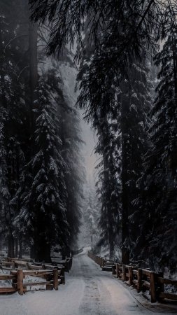 Сказочный зимний лес скачать фон 2160 x 3840