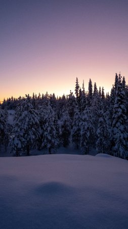 Лес зима скачать фон 2160 x 3840