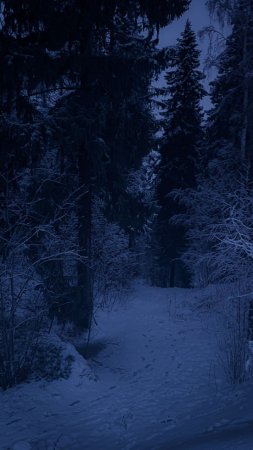 Зима ночь лес скачать фон 720 x 1280