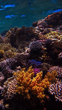 Красное море коралловый риф