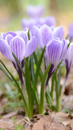 Крокус цветок