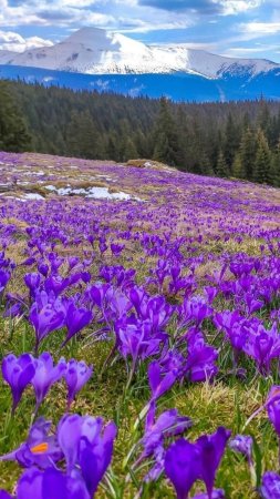 Карпаты долина крокусов
