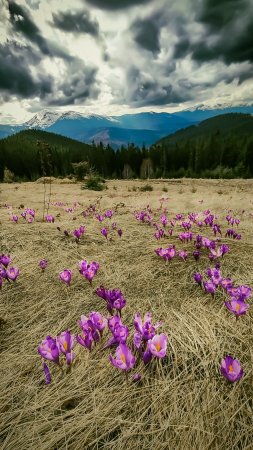 Природа цветы