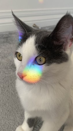 Кошка разноцветная