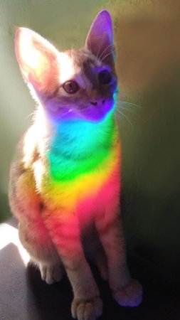 Радужные коты
