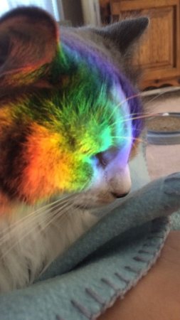 Кот радужный