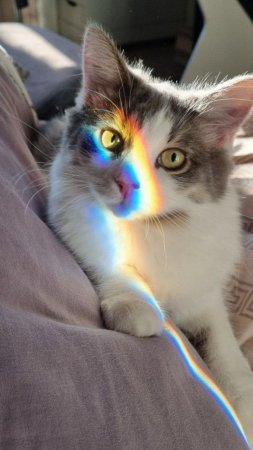 Радужный кот