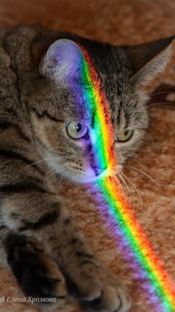 Котик с радугой