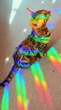 Кошачья радуга