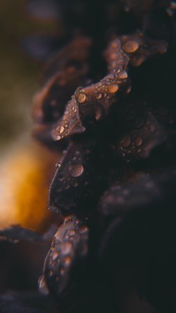 Макросъемка природа