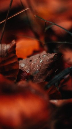 Осень природа