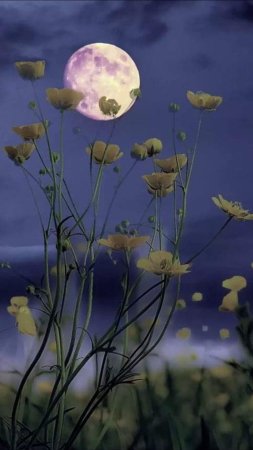 Цветочное полнолуние