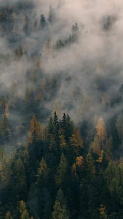 Лес в тумане скачать фон 2160 x 3840