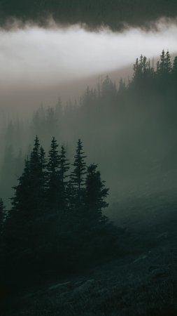Foggy forest скачать фон 2160 x 3840