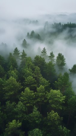 Misty forest скачать фон 1424 x 2532