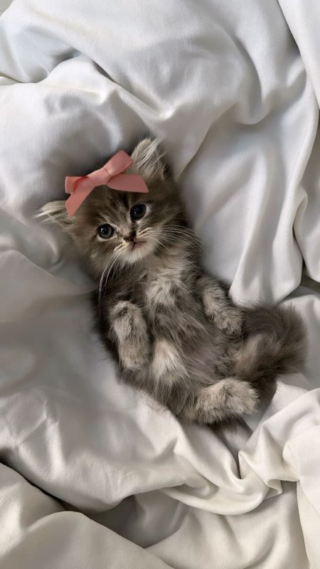 Милые котенок
