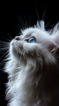 Котики красивые