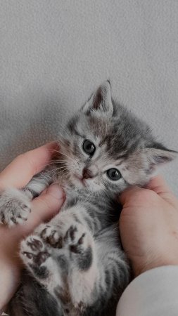 Очаровательные котята